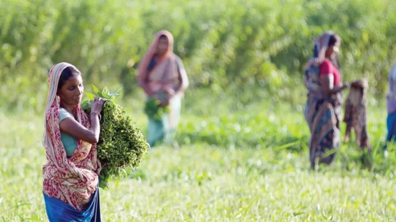 Support Rural Women Livelihoods